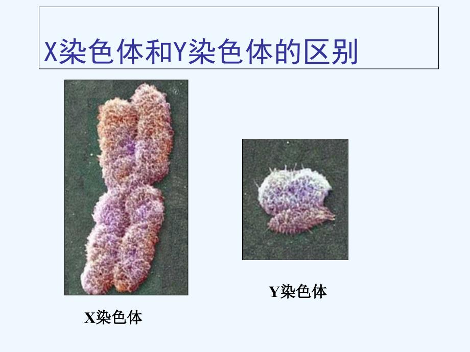 生物人教版初二下册人的性别与遗传_第4页