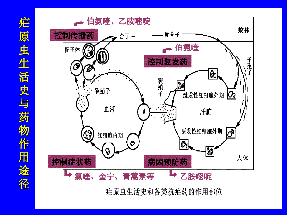 药理学第四十章-抗寄生虫药_第2页