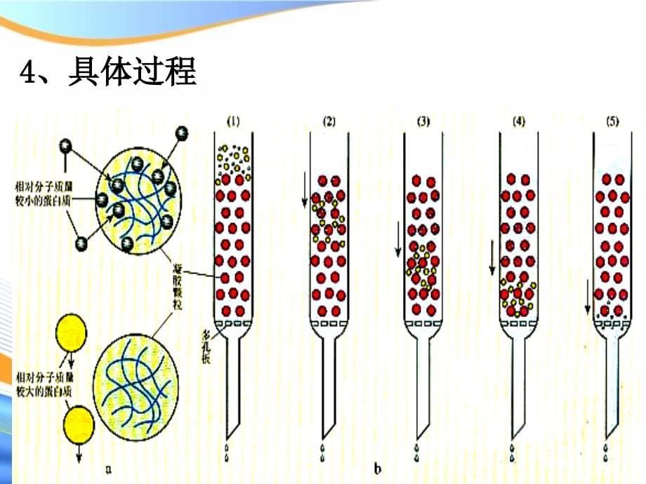 课题3----血红蛋白的提取和分离1111_第5页