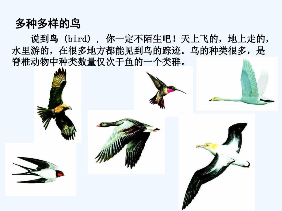 生物人教版初二上册鸟.1.6 鸟（23张ppt）（共23张PPT）_第2页
