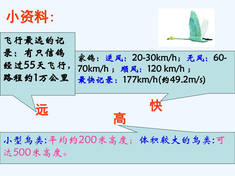 生物人教版初二上册鸟.1.6 鸟（23张ppt）（共23张PPT）_第3页