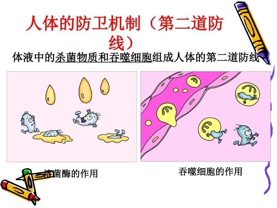 必修3三2.4免疫调节名师系列课件(共44张)_第5页