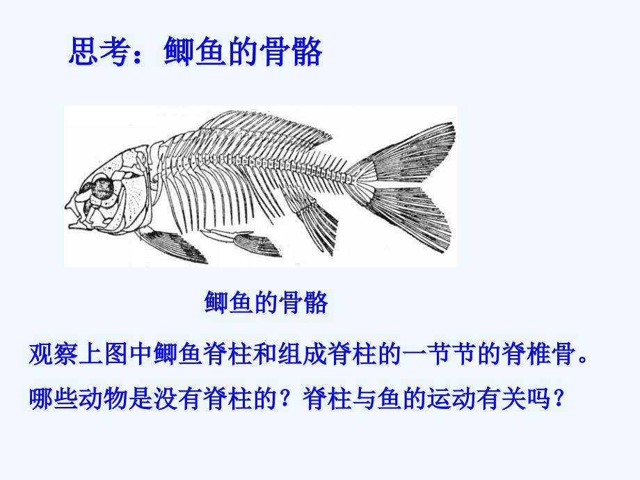 初二生物上册鱼课件_第2页