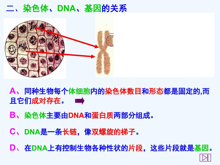 生物人教版初二上册第二节 基因在亲子代间的传递_第4页
