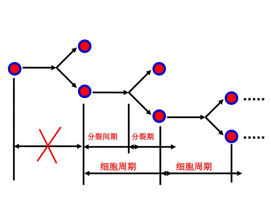 第四章第一节细胞的增殖课件_第3页