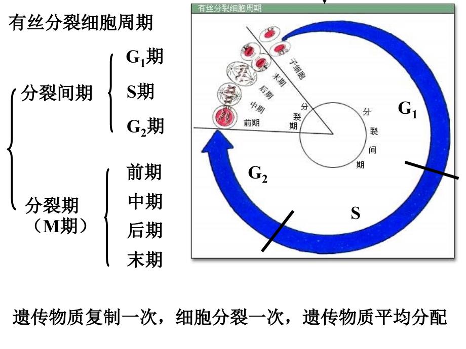 第四章第一节细胞的增殖课件_第4页