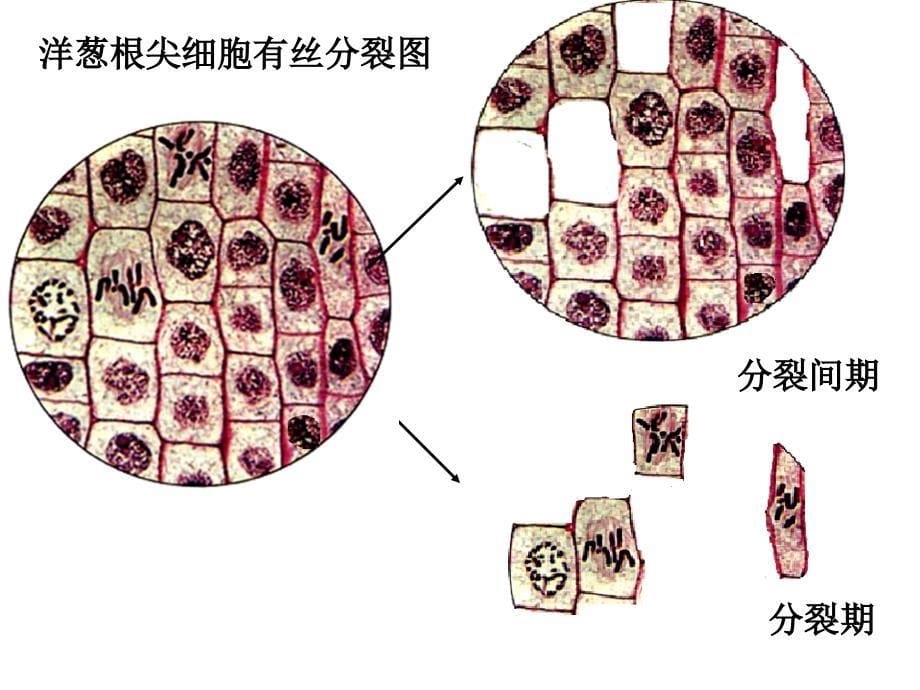 第四章第一节细胞的增殖课件_第5页