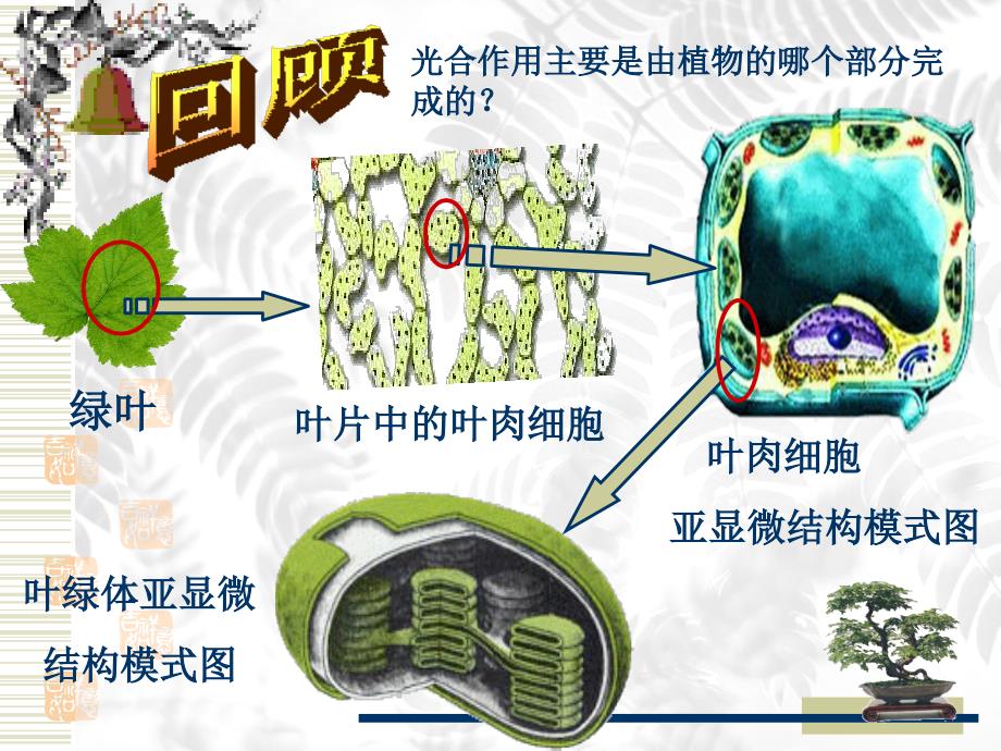 人教版教学课件光合作用课件人教版_第2页