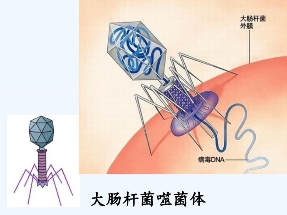 初二生物上册 病毒 课堂用ppt_第5页