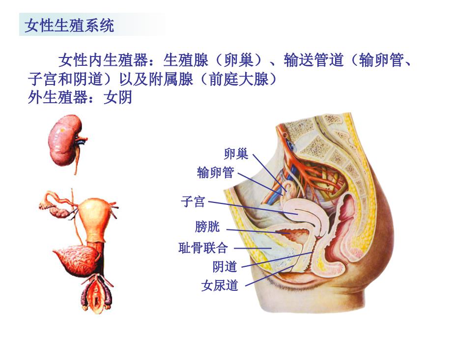 人体解剖学之内脏学第七章女性生殖系统课件_第2页