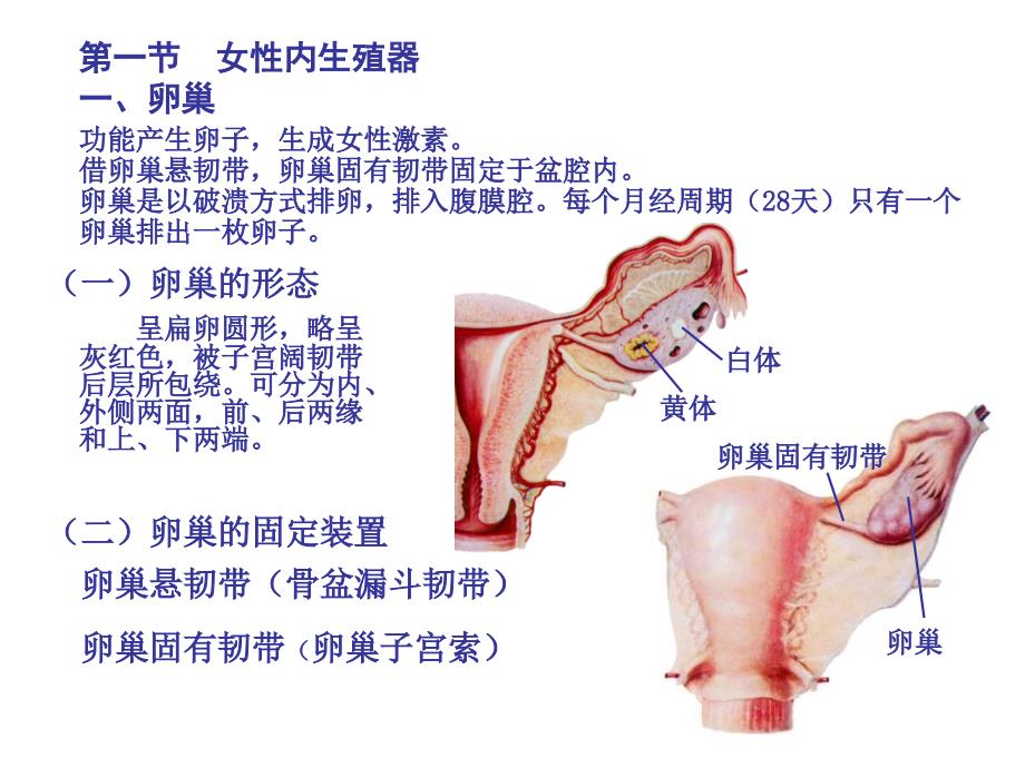 人体解剖学之内脏学第七章女性生殖系统课件_第3页