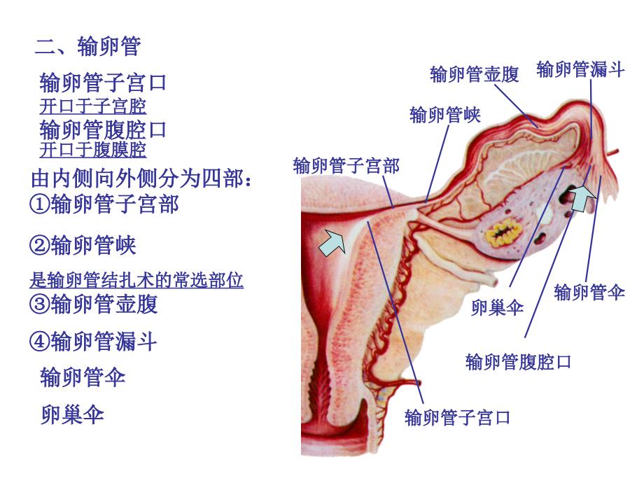 人体解剖学之内脏学第七章女性生殖系统课件_第4页