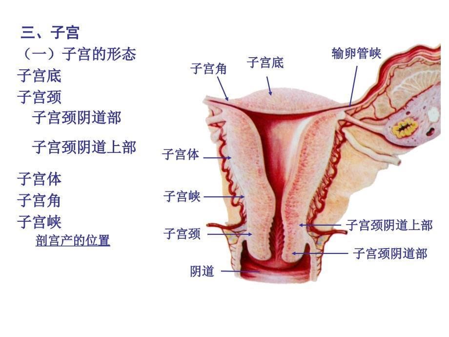 人体解剖学之内脏学第七章女性生殖系统课件_第5页