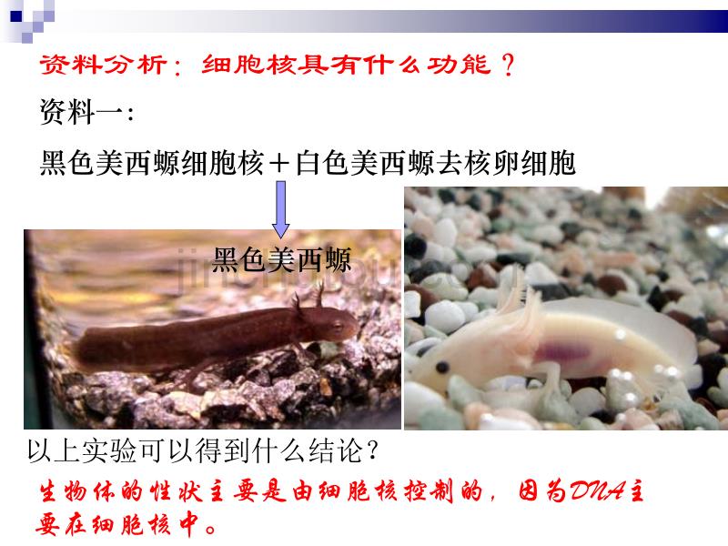 生物必修一细胞核-系统的控制中心_第2页