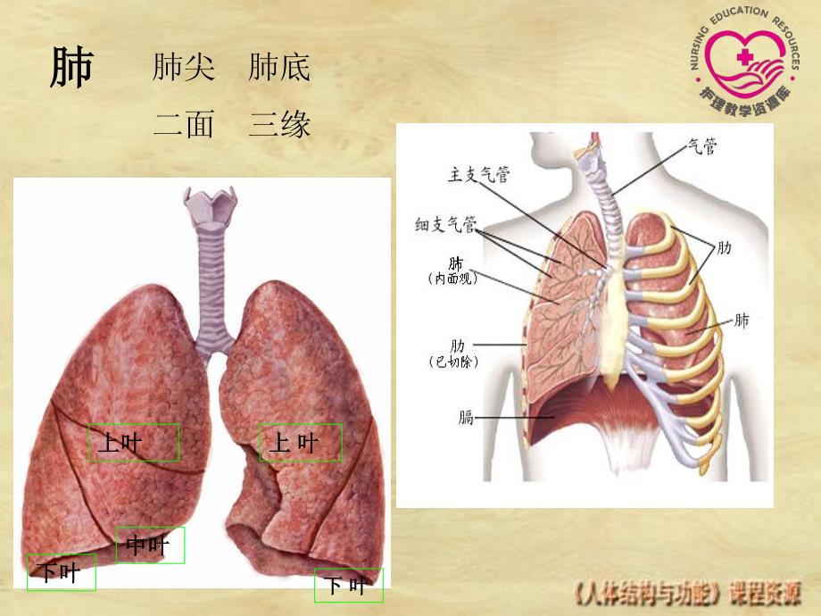 正常人体结构教学课件作者王开明3-2-电子教案-呼吸系统课件_第2页