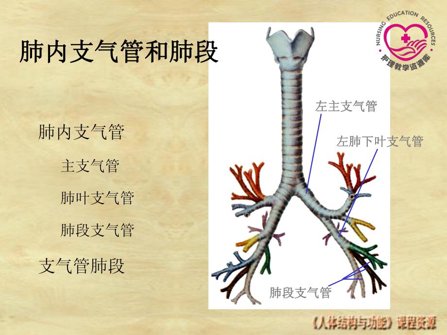 正常人体结构教学课件作者王开明3-2-电子教案-呼吸系统课件_第4页