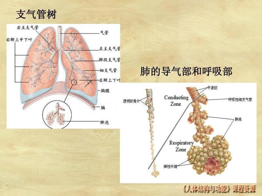 正常人体结构教学课件作者王开明3-2-电子教案-呼吸系统课件_第5页