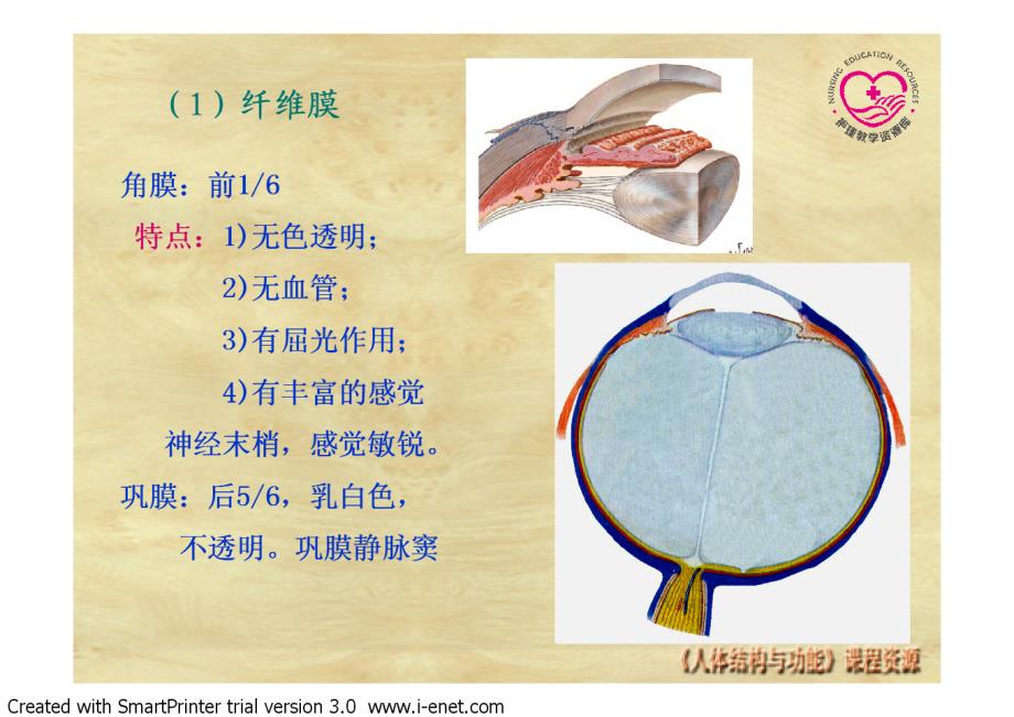 正常人体结构王开明刘晓梅电子教案3-电子教案-感觉器_第4页