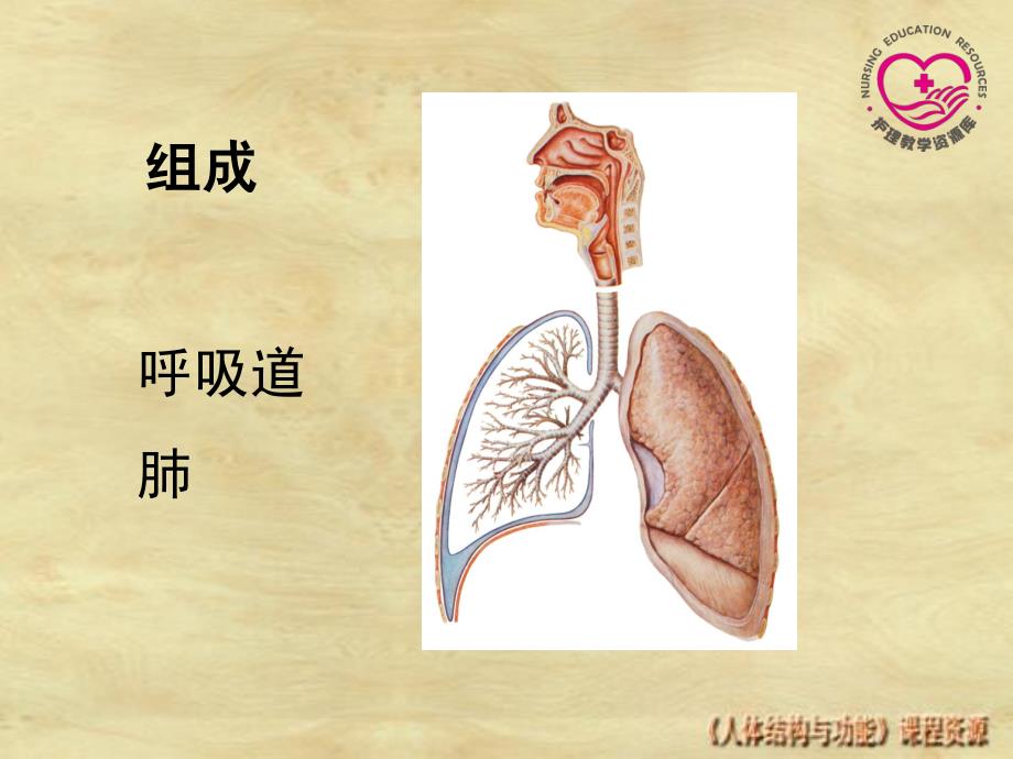 正常人体结构 教学课件 ppt 作者 王开明 3-1-电子教案-呼吸系统1_第2页