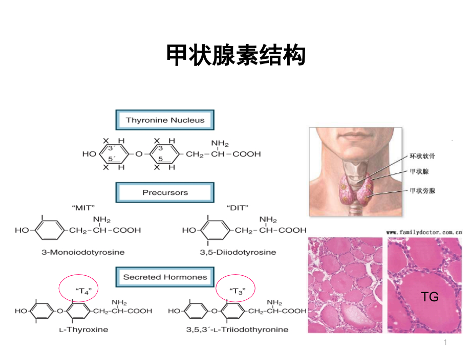 体外诊断试剂甲状腺疾病危害资料_第1页