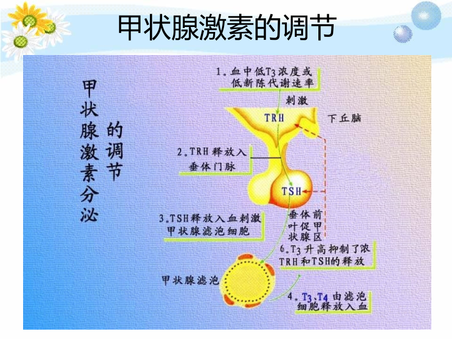 体外诊断试剂甲状腺疾病危害资料_第3页