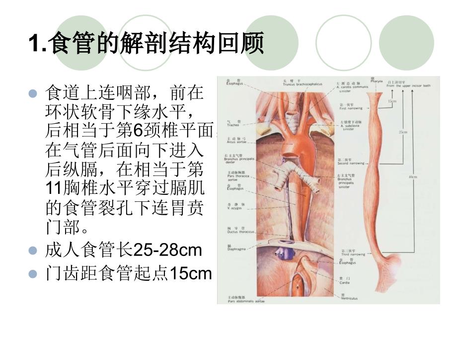 食管癌病人的护理资料_第3页