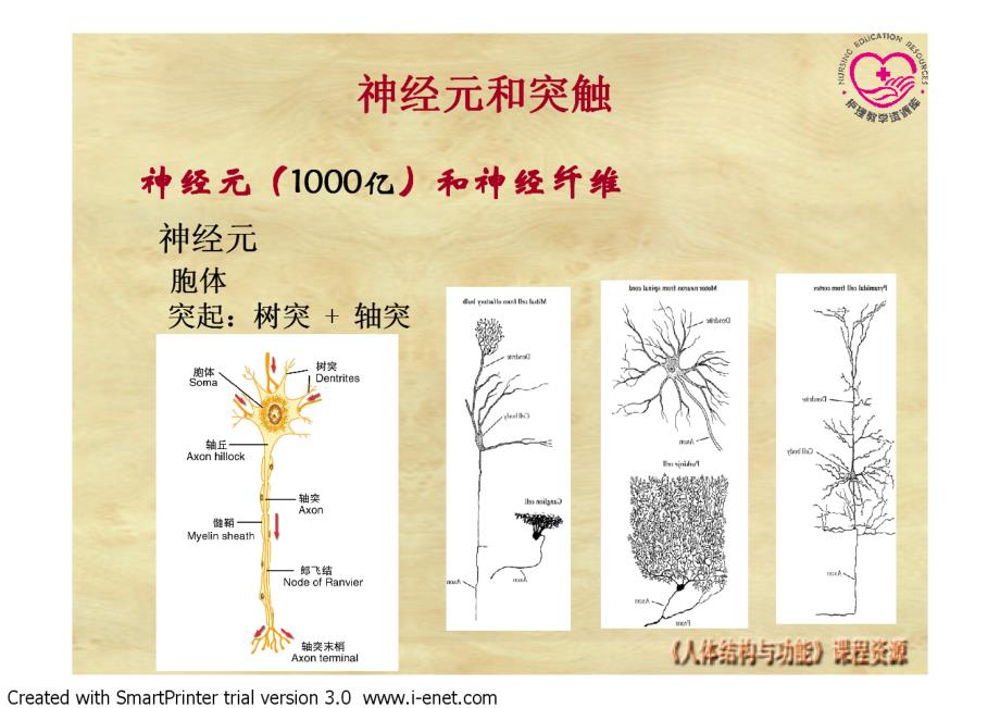 正常人体结构 教学课件 ppt 作者 王开明 3-8-电子教案-神经生理8_第2页