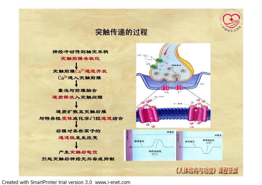 正常人体结构 教学课件 ppt 作者 王开明 3-8-电子教案-神经生理8_第4页