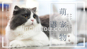 小清新萌宠物语宠物宣传画册PPT模板