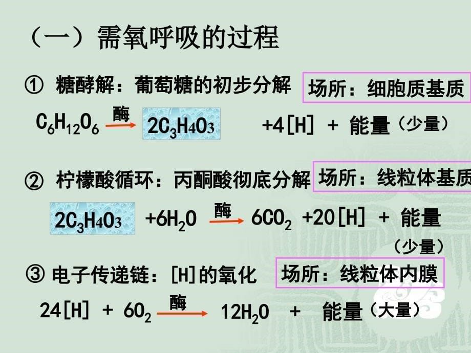 生物课件-细胞呼吸_第5页