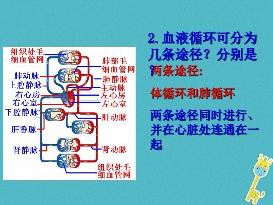 山东省安丘市七年级生物下册 3.3.3物质运输的途径（新版）济南版_第5页