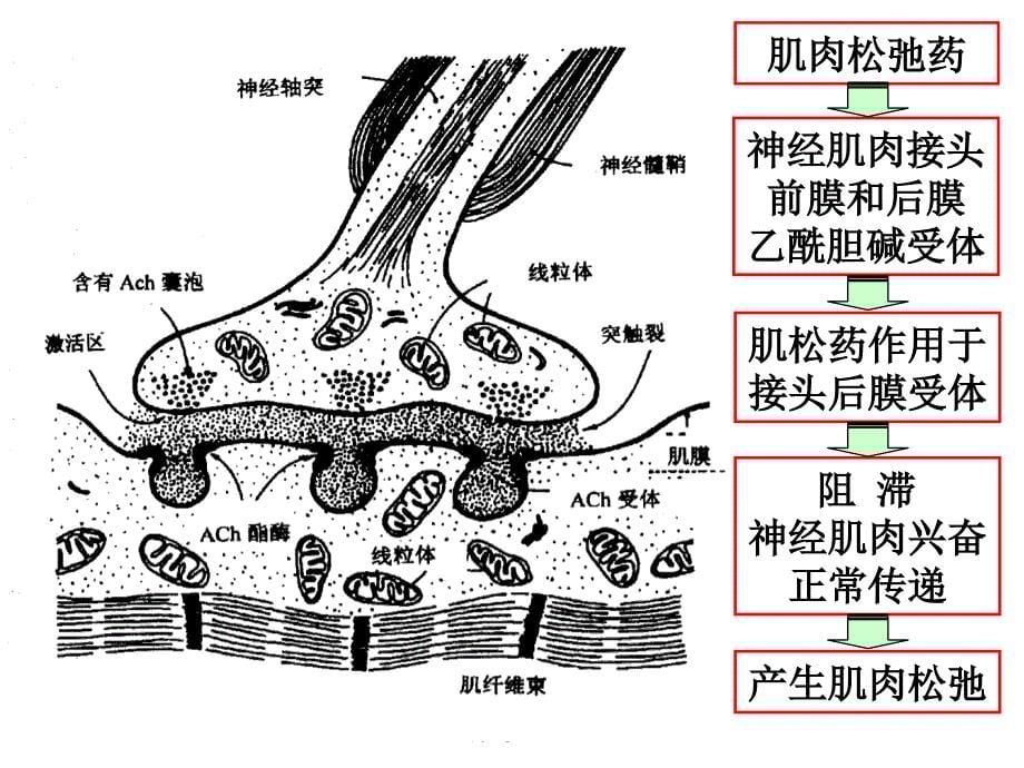 肌松药及其拮抗剂资料_第5页