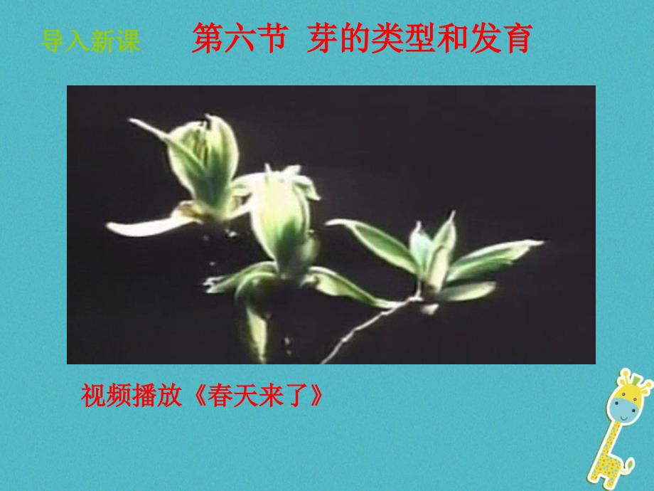 山东省惠民县八年级生物上册 4.1.6《芽的类型和发育》（新版）济南版_第2页