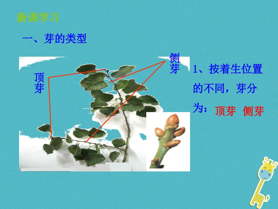 山东省惠民县八年级生物上册 4.1.6《芽的类型和发育》（新版）济南版_第3页