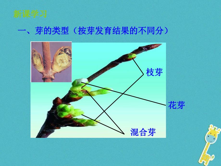 山东省惠民县八年级生物上册 4.1.6《芽的类型和发育》（新版）济南版_第4页