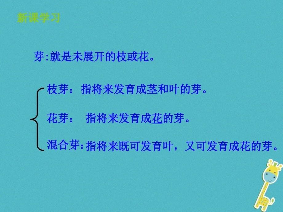 山东省惠民县八年级生物上册 4.1.6《芽的类型和发育》（新版）济南版_第5页