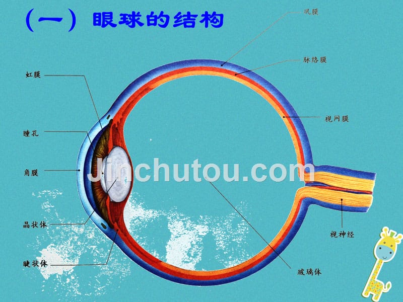 七年级生物下册 4.6.1《人体对外界环境的感知》1 鲁科版五四制_第4页