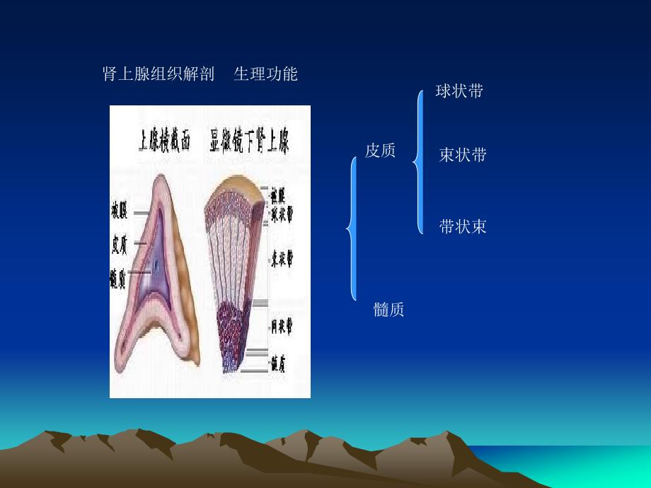 肾上腺常见肿瘤资料_第4页