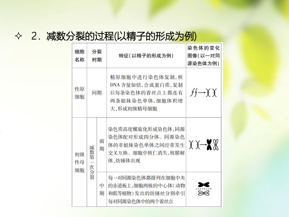 600分考点 700分考法（a版）2019版高考生物总复习 第六章 遗传的细胞学基础_第4页