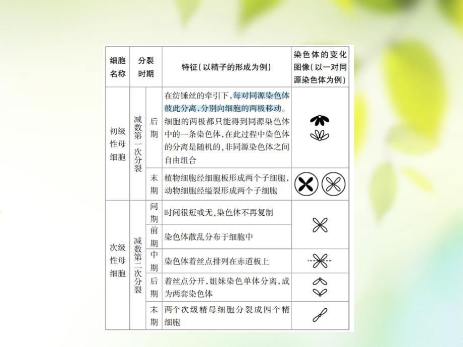 600分考点 700分考法（a版）2019版高考生物总复习 第六章 遗传的细胞学基础_第5页