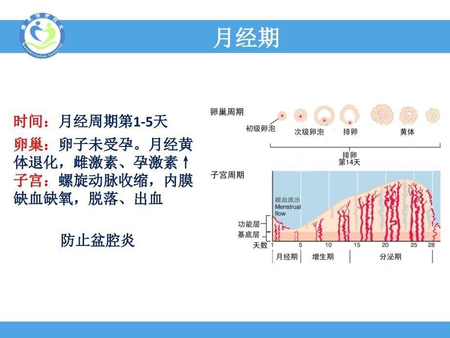 子宫内膜周期性变化_第5页