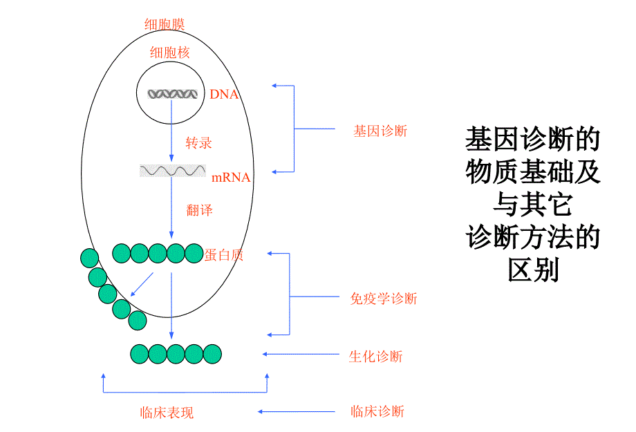 荧光定量pcr技术临床应用资料_第3页