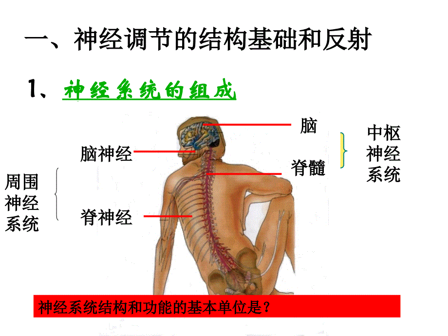 通过神经系统的调节上课很实用ppt资料_第4页