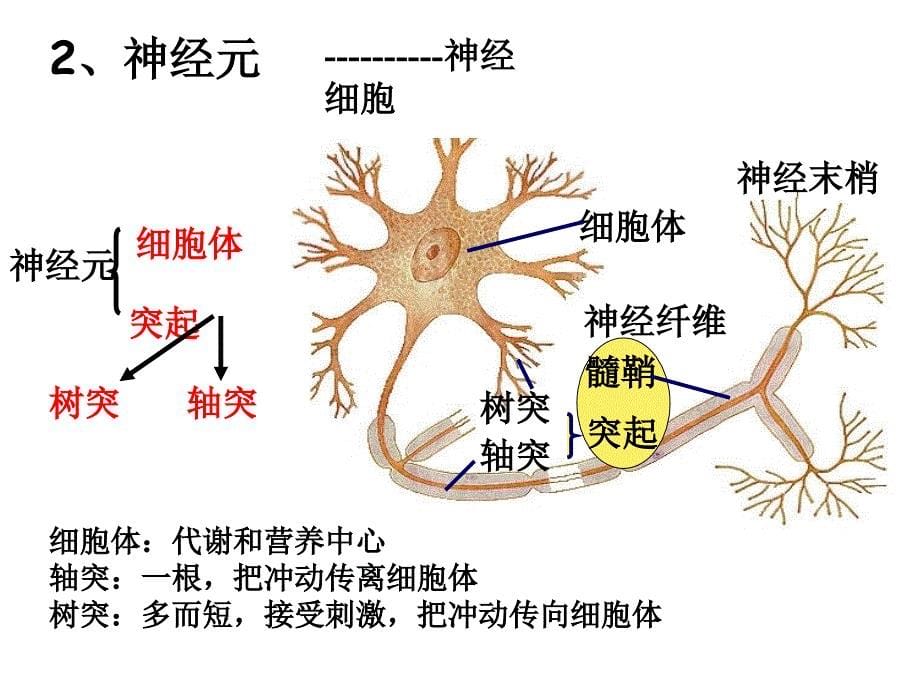 通过神经系统的调节上课很实用ppt资料_第5页