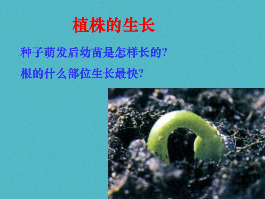 安徽省合肥市长丰县七年级生物上册 3.2.2 植株的生长2 （新版）新人教版_第1页