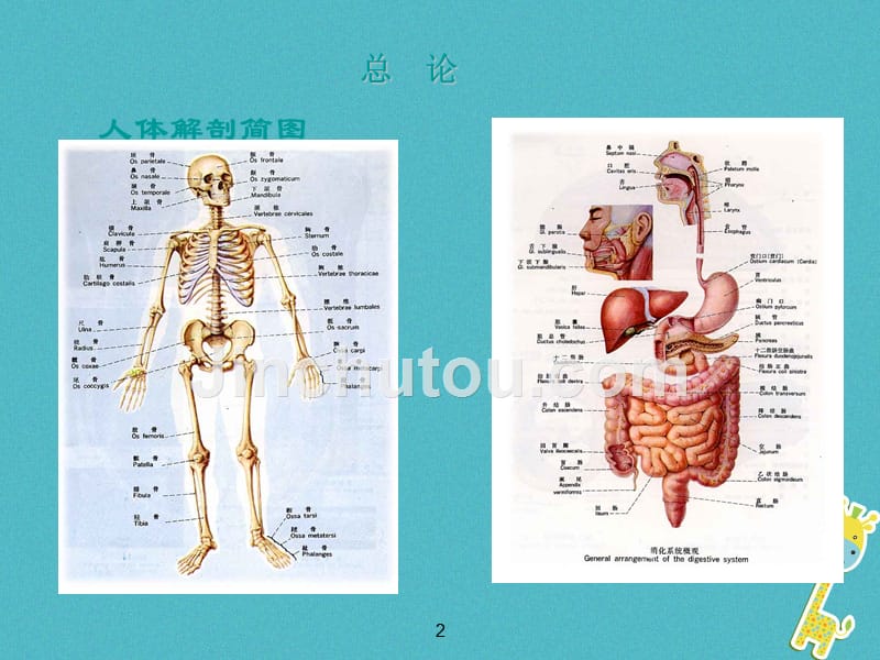 七年级生物下册 5.2.2《急救常识》2 鲁科版五四制_第2页