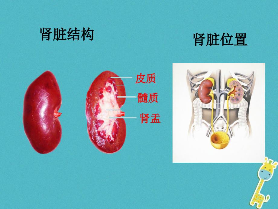 山东省惠民县七年级生物下册 3.4.1《尿液的形成和排出》（新版）济南版_第4页