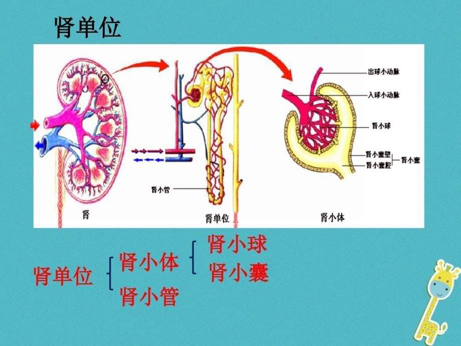 山东省惠民县七年级生物下册 3.4.1《尿液的形成和排出》（新版）济南版_第5页