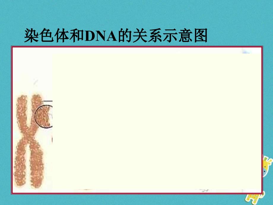 吉林省前郭尔罗斯蒙古族自治县八年级生物下册 7.2.2 基因在亲子代间的传递（新版）新人教版_第3页