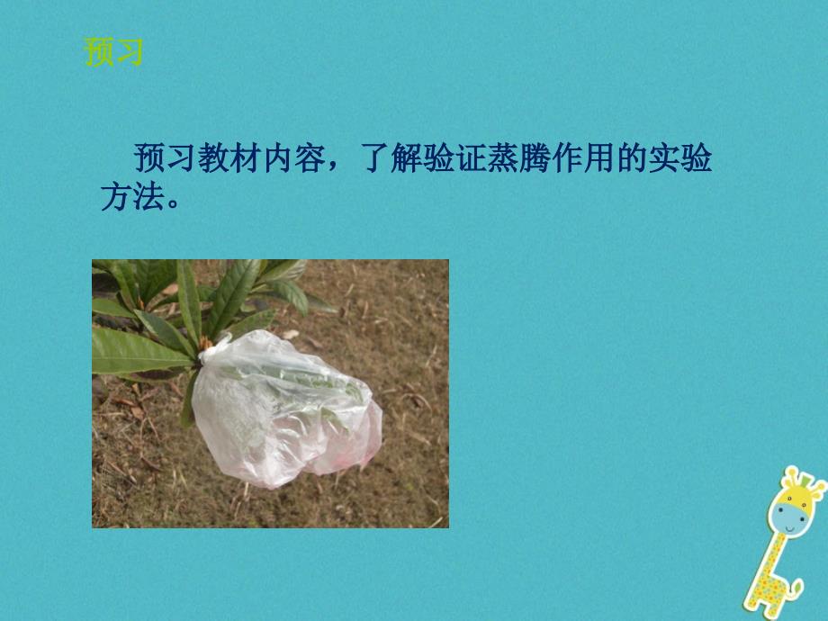 山东省惠民县七年级生物上册 2.1.2《绿色植物的蒸腾作用》（第1课时）（新版）济南版_第2页